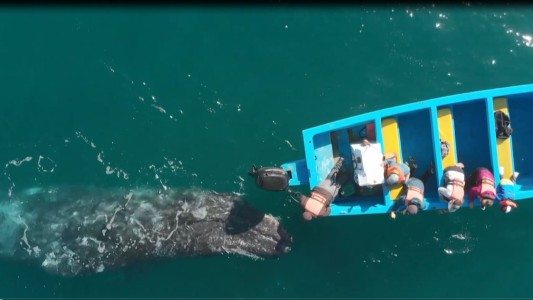 La ballena gris reactiva el turismo en México