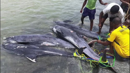 Misteriosas muertes de 60 delfines en playas de Ghana