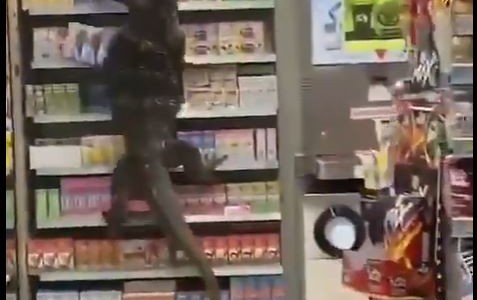 Pánico por un lagarto suelto en un supermercado