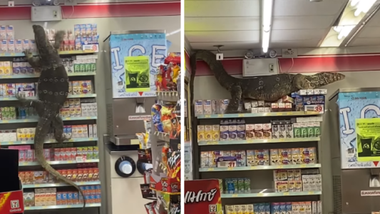 Video de terror: pánico por un lagarto gigante suelto en un supermercado