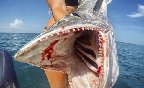 Indignación en redes sociales por mujer que mata a tiburones