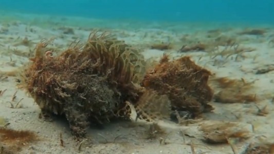 Video: en el fondeo de un lago encontró peces peludos que "caminan"