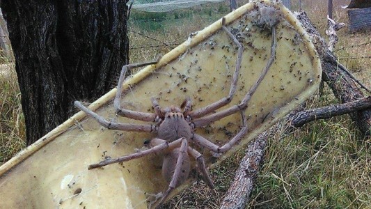 Video: una mujer ayudó a una araña a dar a luz a 200 crías y los adoptó de mascota