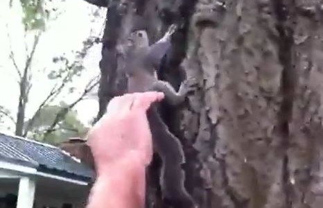 Inesperado final cuando liberaba una ardilla que había curado