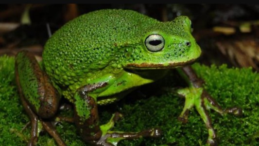 Perú: descubren en la selva una nueva especie de rana