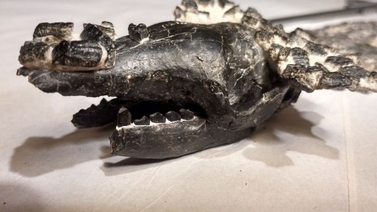 Presentan restos fósiles del quirquincho más grande que se conoce hallados en San Pedro