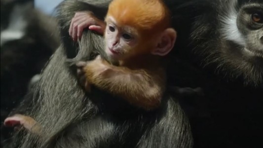 Nació un mono en peligro de extinción en el zoo de Sidney