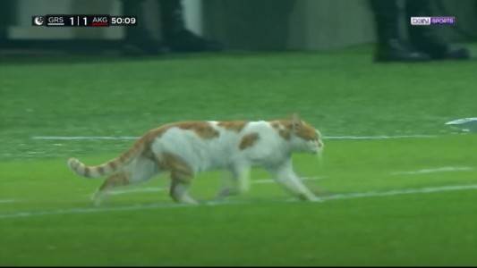 Un gato interrumpe un partido de fútbol y se roba todas las miradas