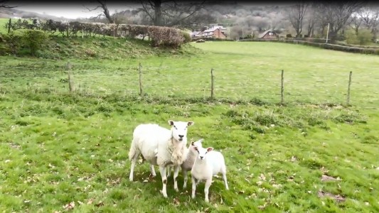 Una oveja derriba de un cabezazo a un dron que monitoreaba el rebaño