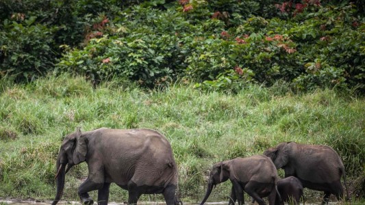 Cazadores huían de guardabosques y se toparon con una manada de elefantes: uno murió pisoteado