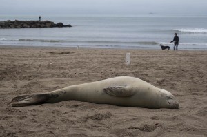 Mar del Plata: Observaron en una playa una foca que suele encontrarse en aguas antárticas