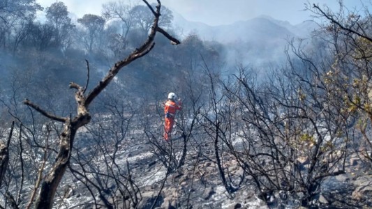 Planifican la restauración de los bosques afectados por los incendios