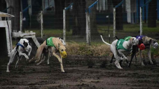 Desarticulan carrera de galgos en una localidad de Córdoba