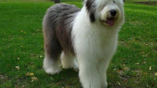 Reino Unido: el pastor inglés está en peligro de extinción