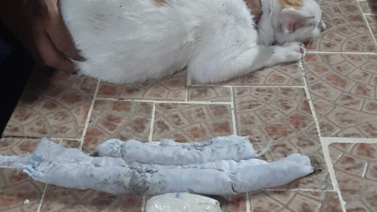"Narcogato": intentaron que el animal ingrese cocaína a la cárcel