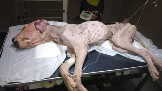 Jujuy: buscan que se reconozca a los animales como "seres sintientes"