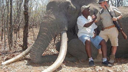 Venderán permisos de caza de elefantes para financiar parques naturales