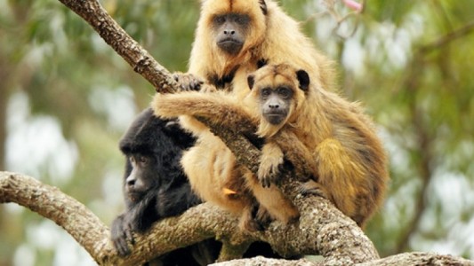 Hallan monos infectados con fiebre amarilla en Brasil: Argentina intensifica acciones de prevención