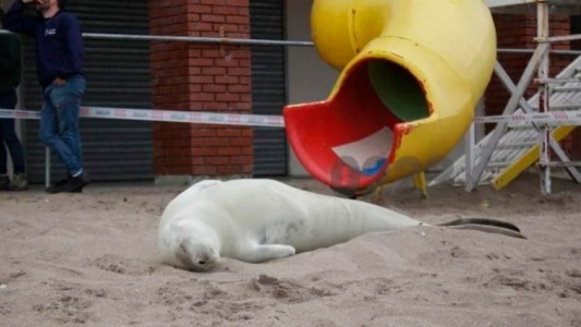 Una foca quedó varada en la playa de Mar del Plata y fue atacada a palazos