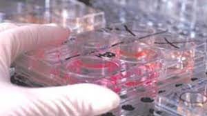 La Justicia le negó a una mujer pedido para implantarse embriones por falta de consentimiento de exmarido