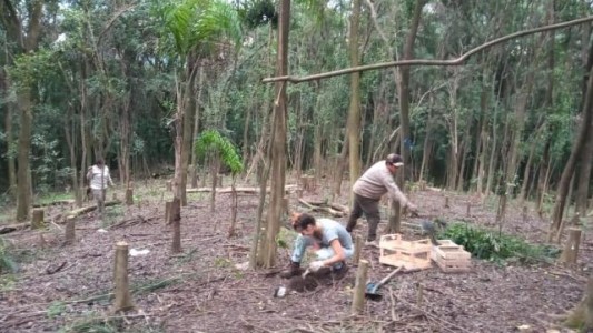 La Universidad Nacional de Tucumán plantará miles de árboles para recuperar la biodiversidad nativa
