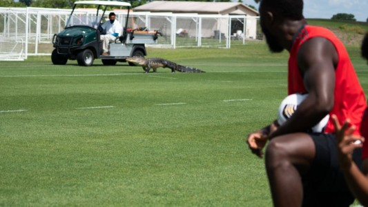 Pánico por un enorme cocodrilo en un entrenamiento de fútbol