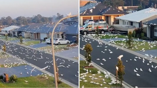 Pánico por invasión de cacatúas en un barrio residencial