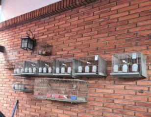 Desbarataron criadero ilegal de aves de Lugano y rescataron especies exóticas