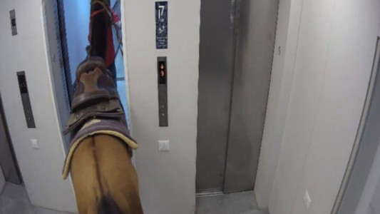 Sube un caballo al ascensor de un lujoso edificio y termina detenido