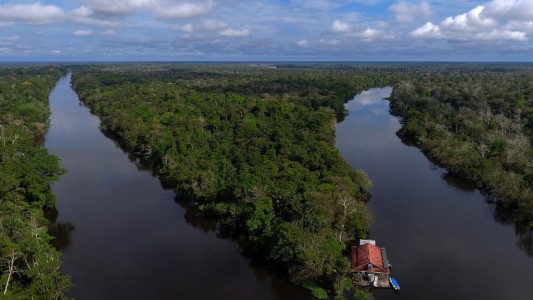 Inversión inédita: bosques de la Amazonia emitieron más carbono del que absorbieron en la última década