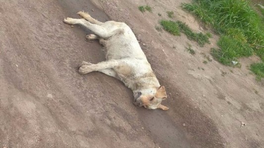 Llevó a su perro a una peluquería canina y lo encontró muerto en las vías del tren