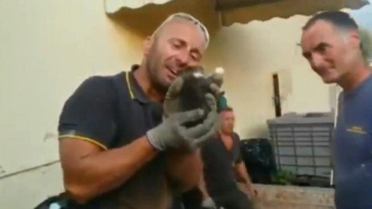 Video: el llanto de un bombero tras rescatar a un gatito que estaba atrapado