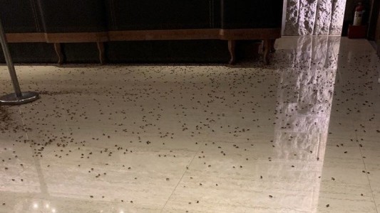 Insólito ataque: arrojaron más de 1.000 cucarachas a un restaurante en China