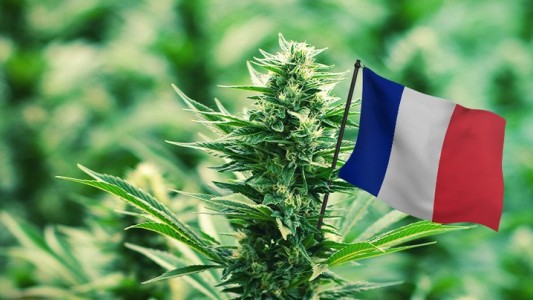 Francia abre debate sobre la legalización del cannabis