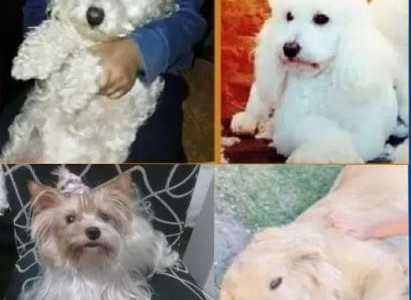 Robaron un vehículo utilizado como peluquería canina: había cuatro perros adentro