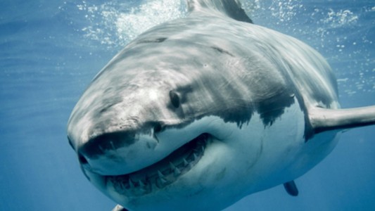 Los tiburones usan como GPS el campo magnético de la Tierra, asegura un estudio