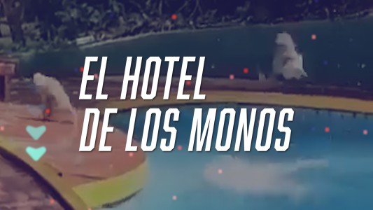 Monos ocupan hoteles en India durante la cuarentena total