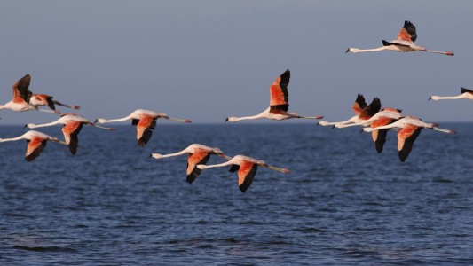 Córdoba tiene un nuevo Parque Nacional: Ansenuza