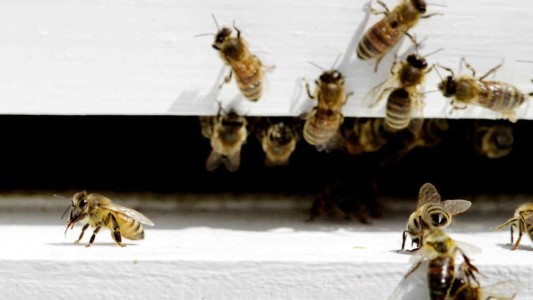 Crearon un test de coronavirus en base a abejas entrenadas