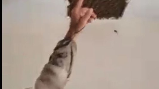 Descubre un panal con 100 mil abejas oculto en el techo de su casa