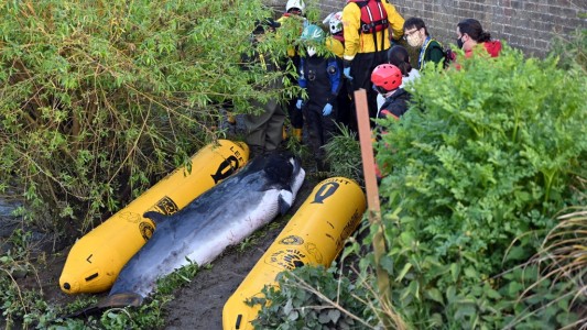 Sacrificaron a la ballena que habían desatascado en el Támesis: "No habría sobrevivido mucho más"