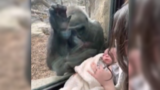 Video: la gorila que se emociona al ver a una mamá junto a su bebé