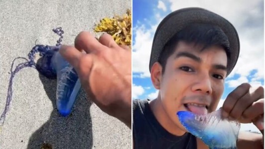 Video: sin saber, se grabó pasándole la lengua a la medusa más venenosa del mundo