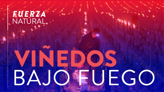 Viñedos bajo fuego para salvar la cosecha