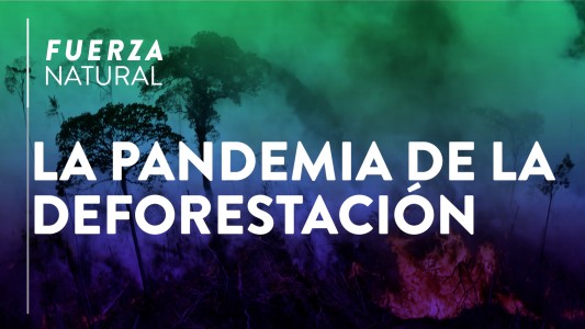 La otra pandemia: La deforestación