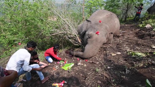 Un rayo mata 18 elefantes durante una tormenta en India