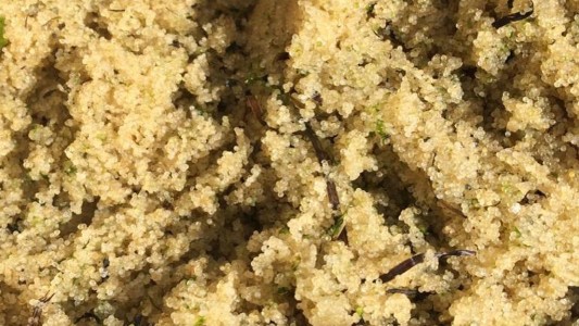 Manjar de mar: una playa amaneció cubierta de caviar y los ciudadanos lo recogen con palas