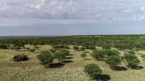 El gobierno de La Pampa comprará 5 mil hectáreas para concretar Parque Nacional El Caldenal