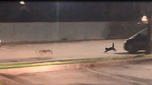 Pequeño gato ahuyenta a un coyote que merodeaba su casa