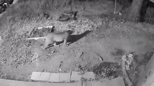 Pánico por un puma que deambula por las calles de San Francisco